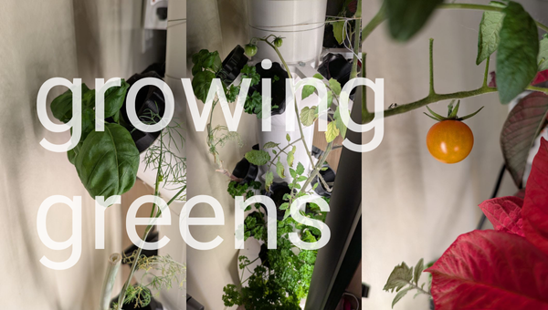 Everything I've learned about aeroponics (so far)